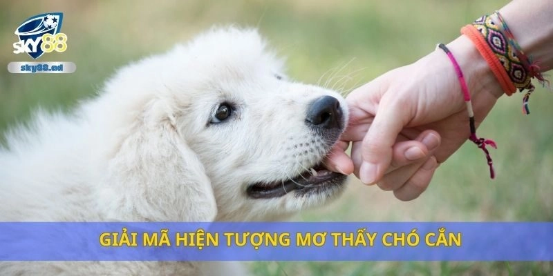 Giải mã hiện tượng mơ thấy chó cắn
